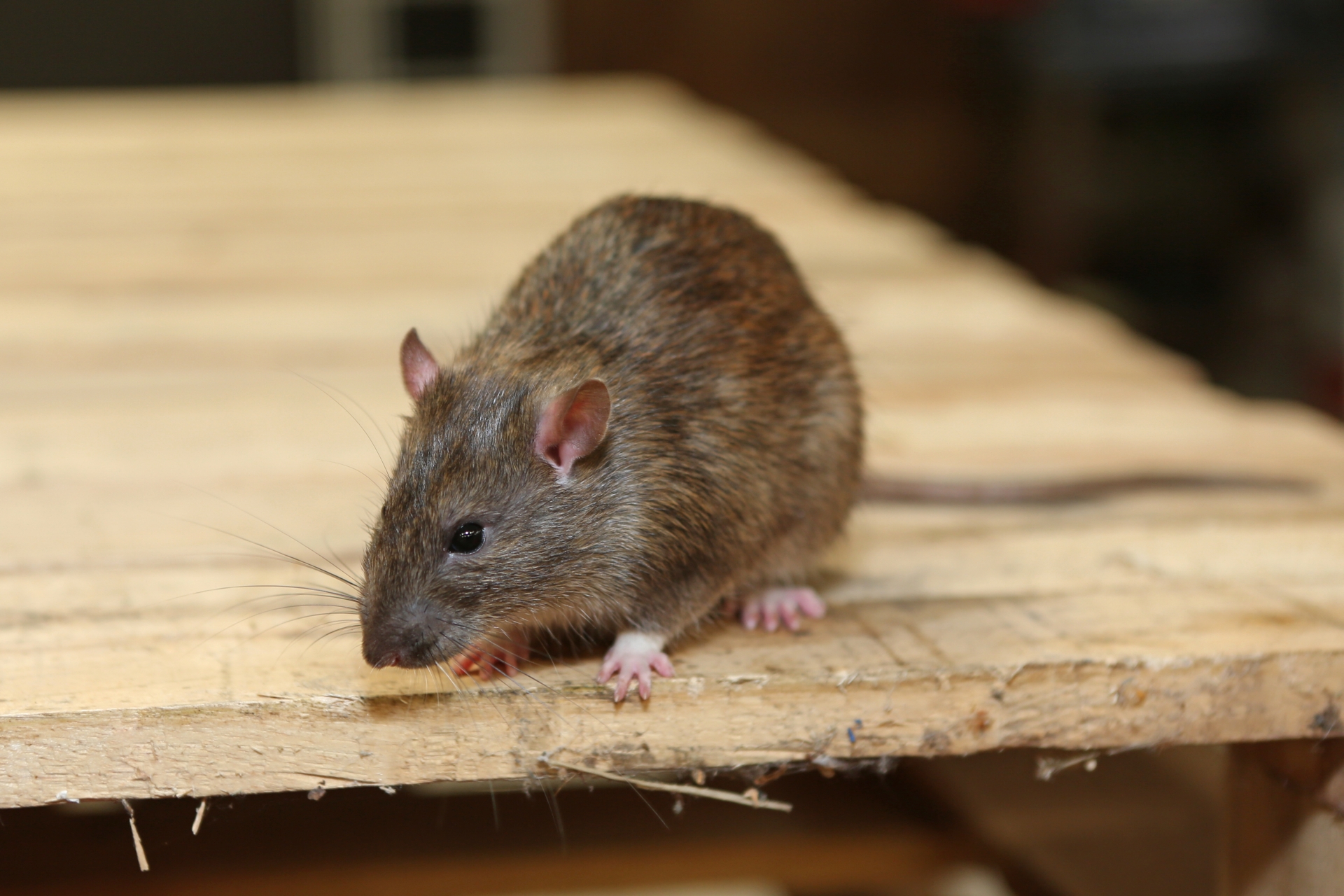 Rat Control, Pest Control in Kensal Green, NW10. Call Now 020 8166 9746