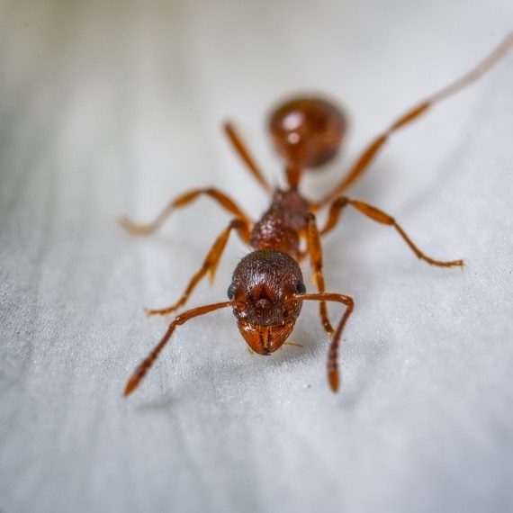 Field Ants, Pest Control in Kensal Green, NW10. Call Now! 020 8166 9746