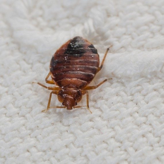 Bed Bugs, Pest Control in Kensal Green, NW10. Call Now! 020 8166 9746