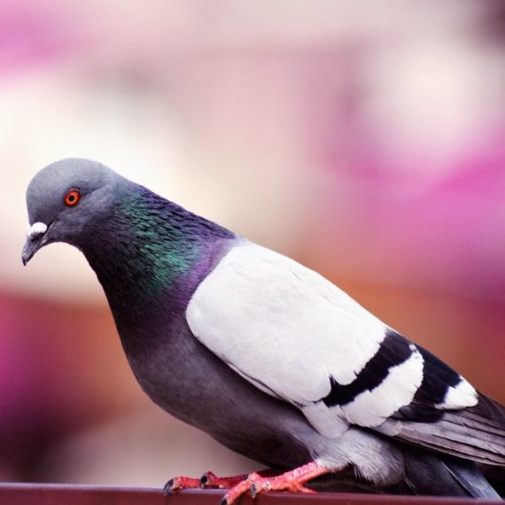 Birds, Pest Control in Kensal Green, NW10. Call Now! 020 8166 9746