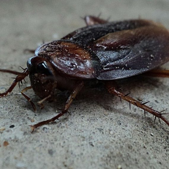 Cockroaches, Pest Control in Kensal Green, NW10. Call Now! 020 8166 9746