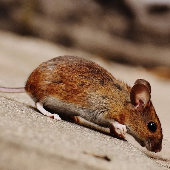 Mice, Pest Control in Kensal Green, NW10. Call Now! 020 8166 9746