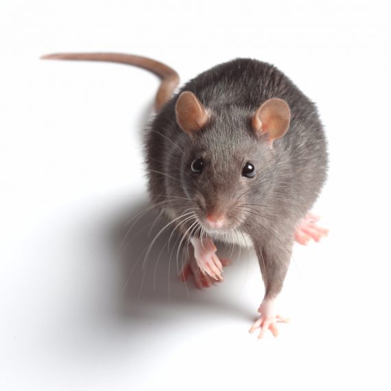 Rats, Pest Control in Kensal Green, NW10. Call Now! 020 8166 9746