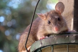 Rat extermination, Pest Control in Kensal Green, NW10. Call Now 020 8166 9746