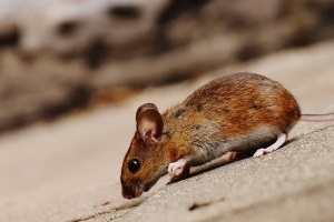 Mice Exterminator, Pest Control in Kensal Green, NW10. Call Now 020 8166 9746