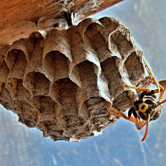Wasps Nest, Pest Control in Kensal Green, NW10. Call Now! 020 8166 9746